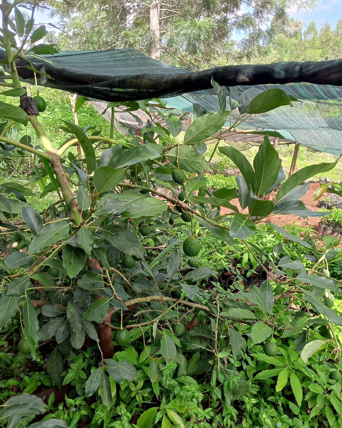 Avocatiers ©D. Mwangi
