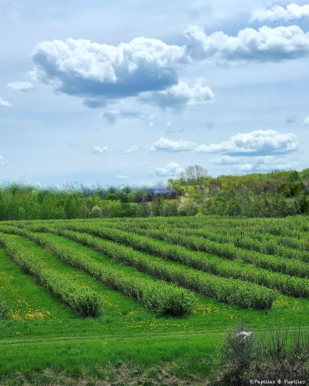 Plantation de cassis