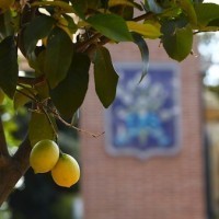 St James - Citronnier © HervéLefebvre