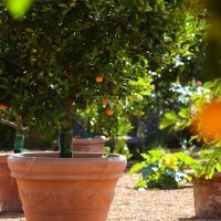 St James - Oranger © Hervé Lefebvre