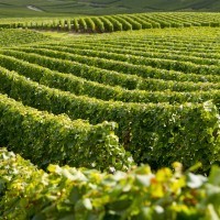 Vignes - Champagne
