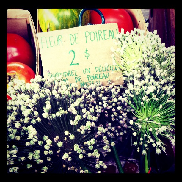 Fleur de poireau
