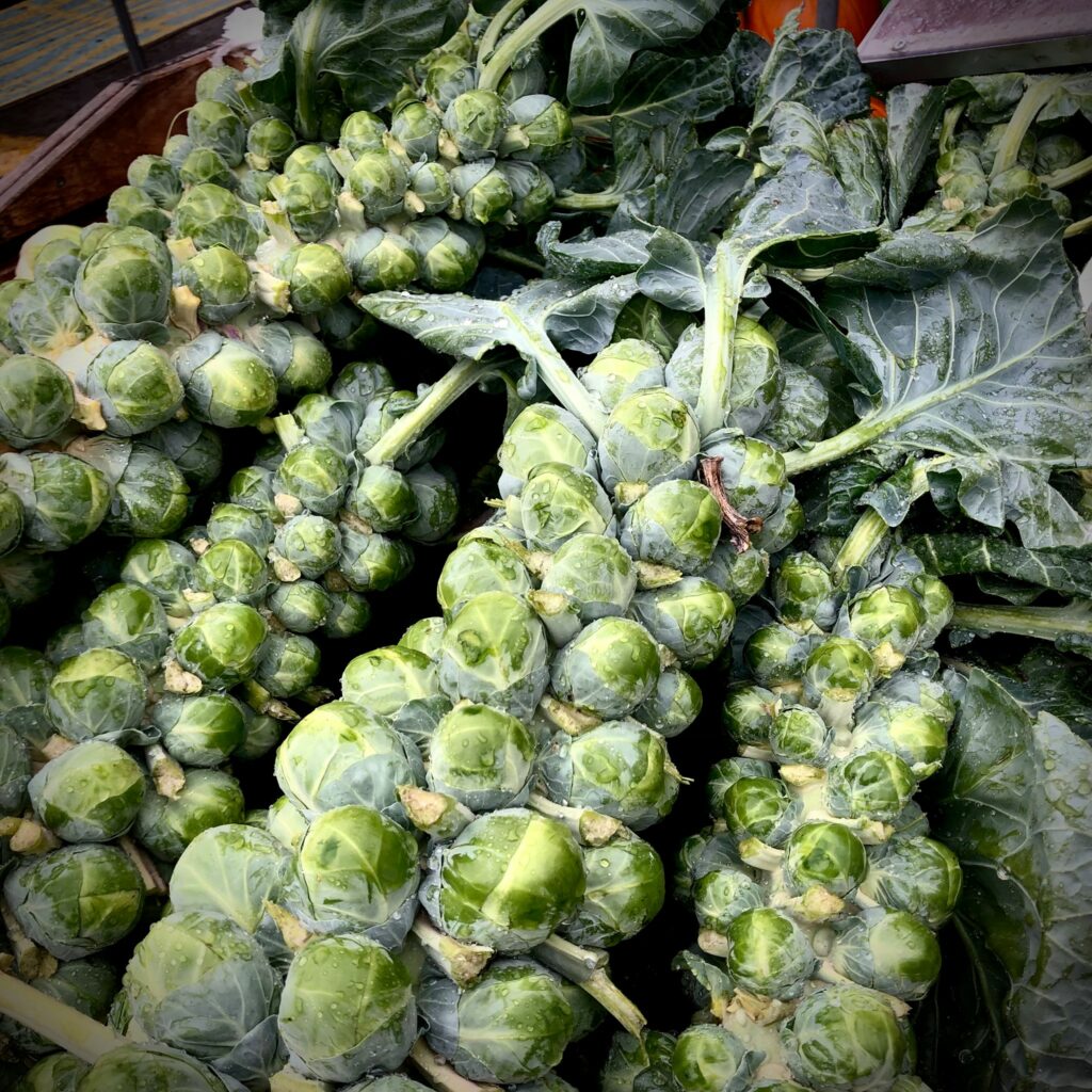 Choux de Bruxelles Marché Jean Talon