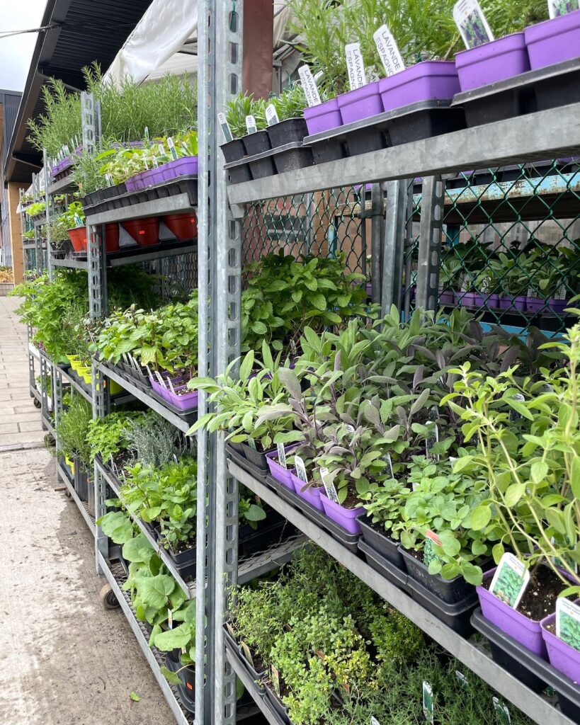 Fines Herbes Marché Jean Talon