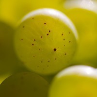 Grains de raisins