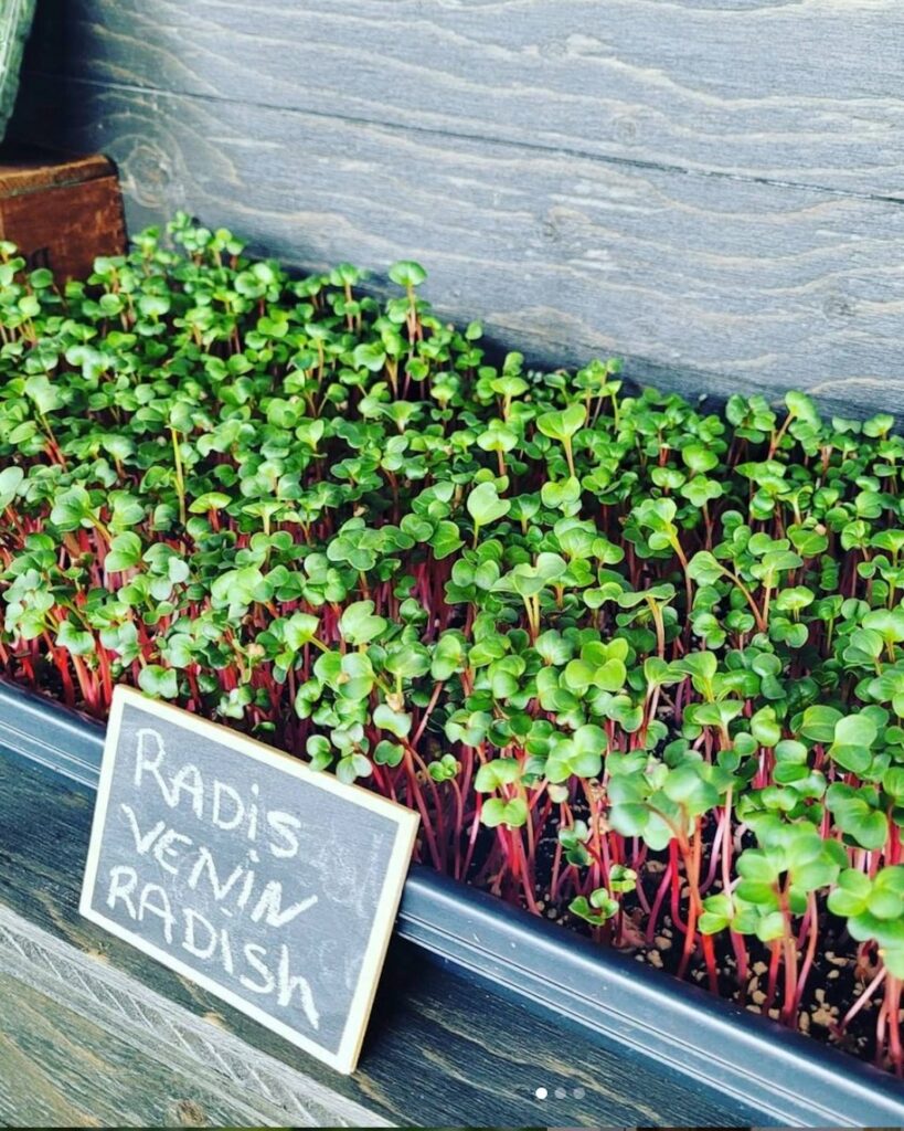 Pousses de radis Marché Jean Talon