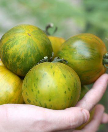 Tomates Green Zebra