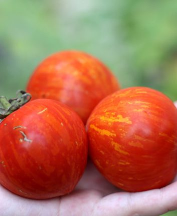 Tomates Red Zebra