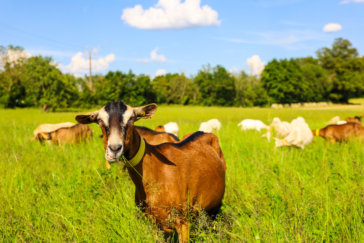 Chèvre ©Divino Conseils