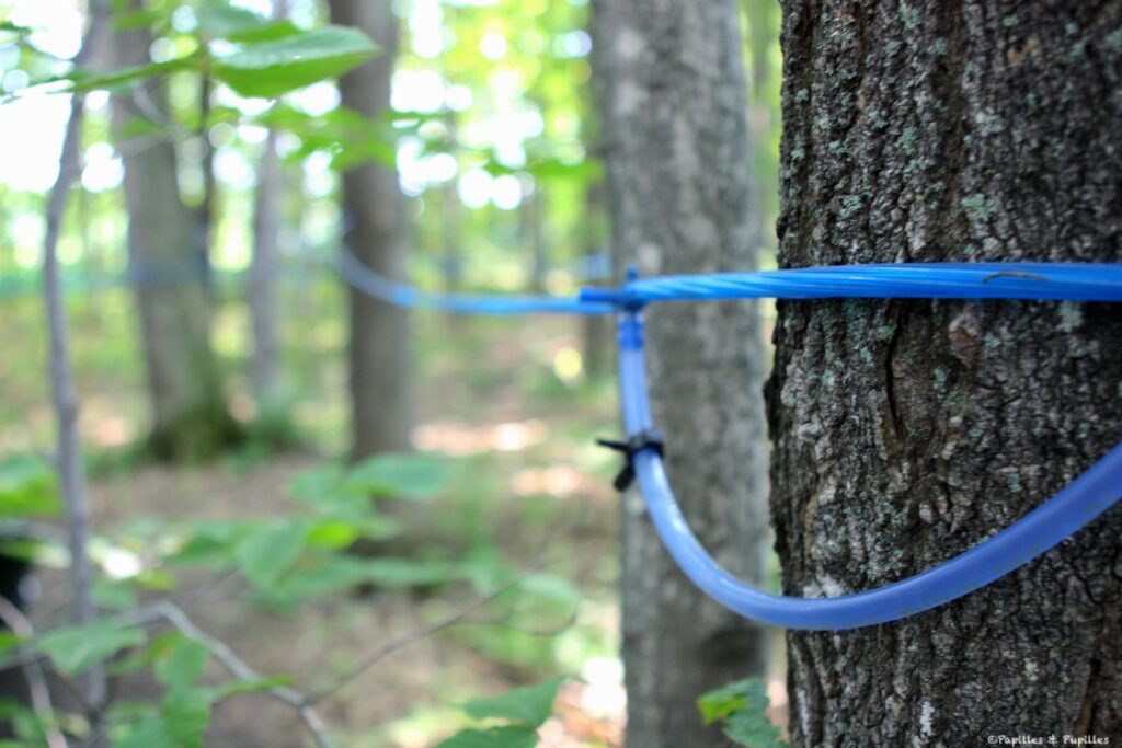 Tubulure- Cabane à sucre