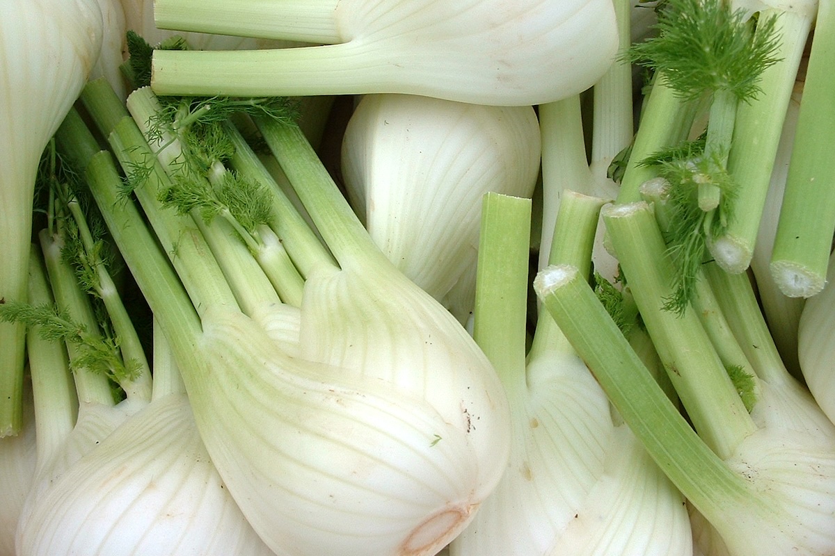 Fenouil ©Nick Saltmarsh CCBY20