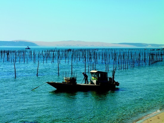 Huitres Arcachon Cap-Ferret - Parc à huîtres