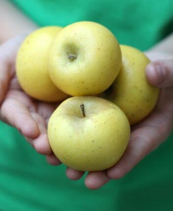 Pommes Reinette dorée