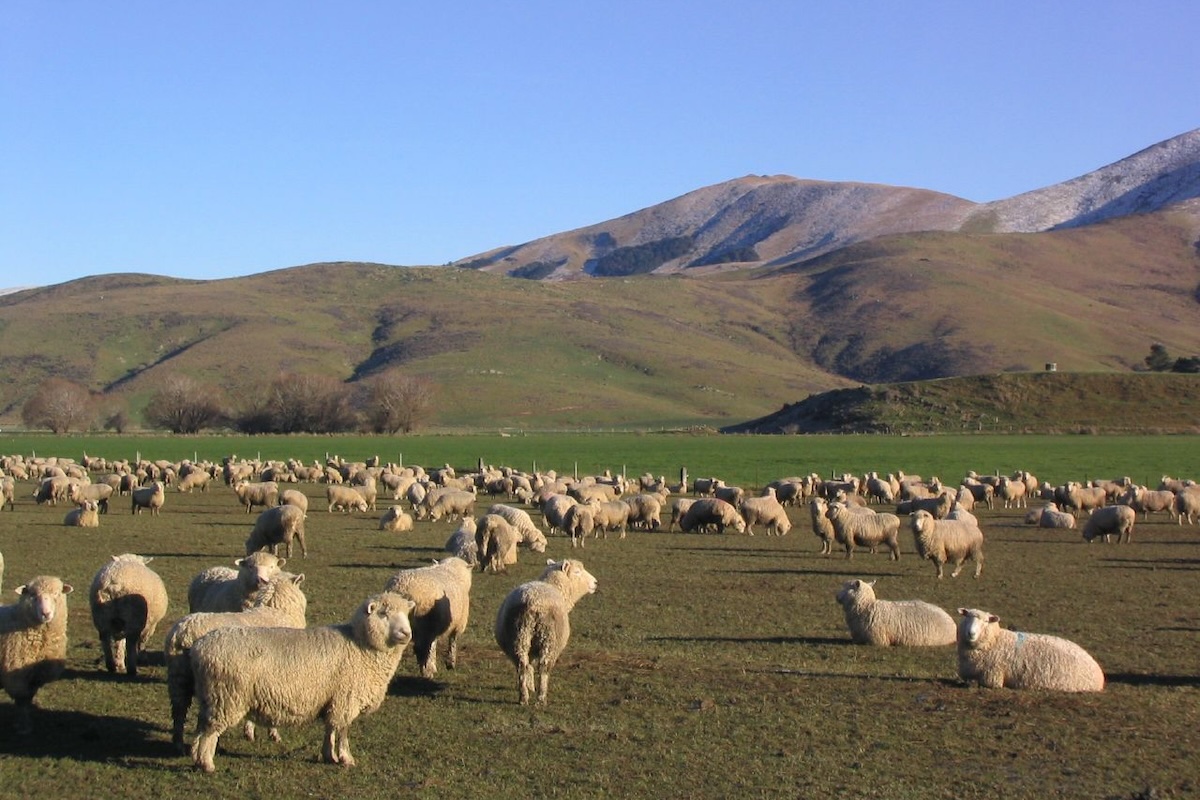 Moutons - Nouvelle Zélande © Phil Whitehouse CC BY-NC 2.0