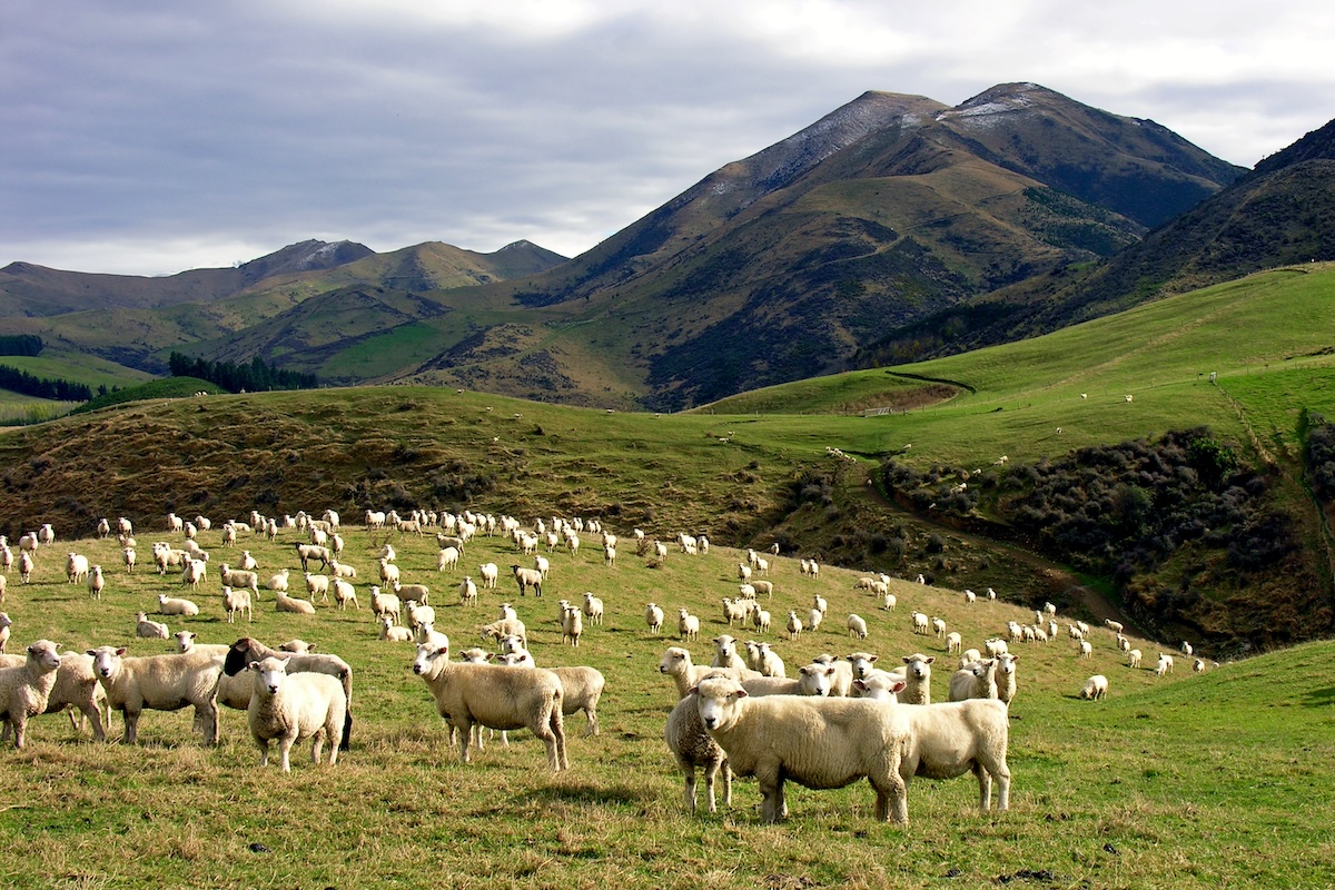 Moutons - Nouvelle Zélande ©Phillip Capper CC BY 2.0