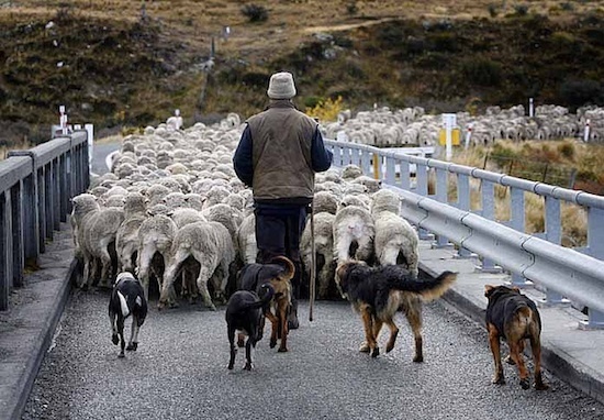 Moutons Nouvelle Zelande (c) New Zealand