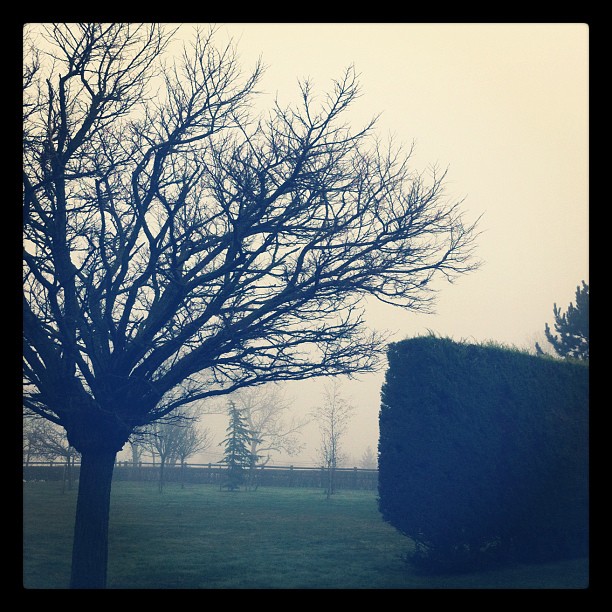 Brouillard matinal 