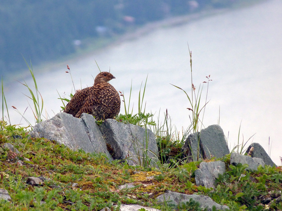 Grouse ©TheMoufette CC BY 2.0