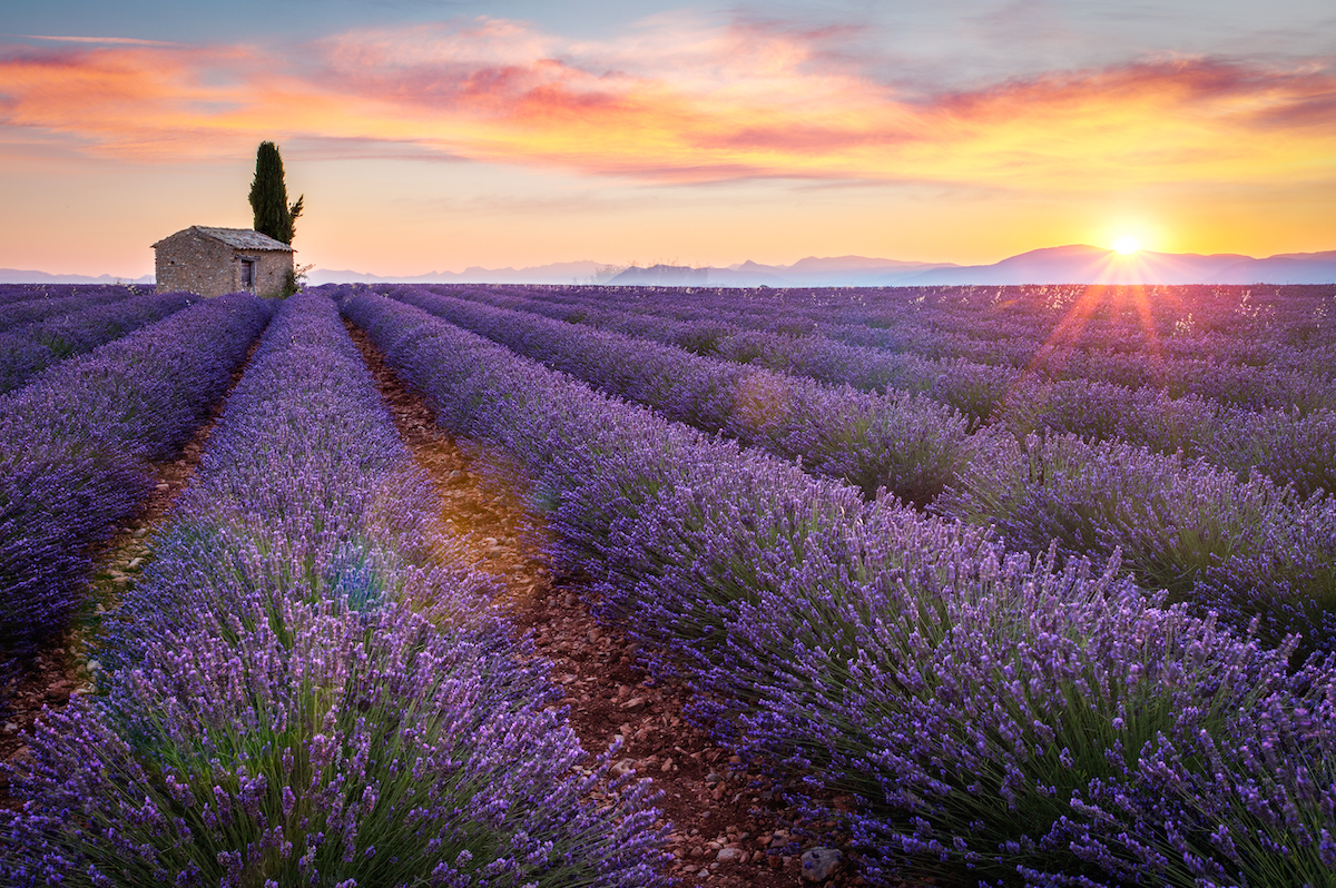 Champ de lavande - Valensole ©ronnybas frimages shutterstock