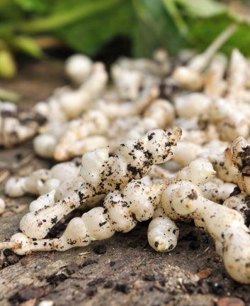 Crosnes © sanddebeautheil. shutterstock