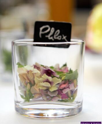 Phlox