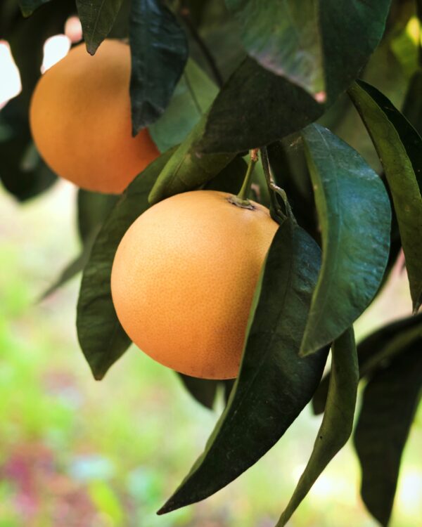 Les Pomelos ©Pomelo de Corse