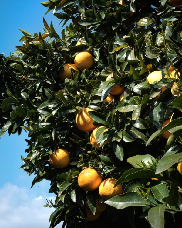 Pomelos ©Pomelo de Corse