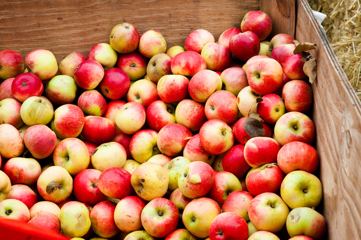 Pommes à cidre ©Claire Plumridge shutterstock