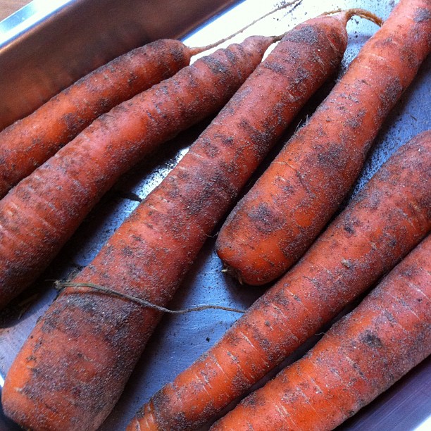 Premières carottes des sables