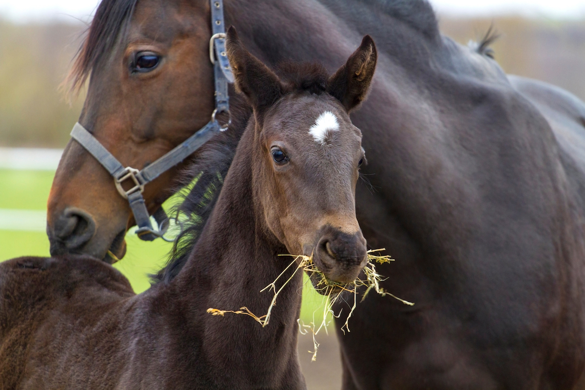 Jument et son poulain ©Callipso shutterstock