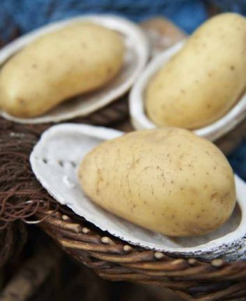 Pommes de terre Dolwen®