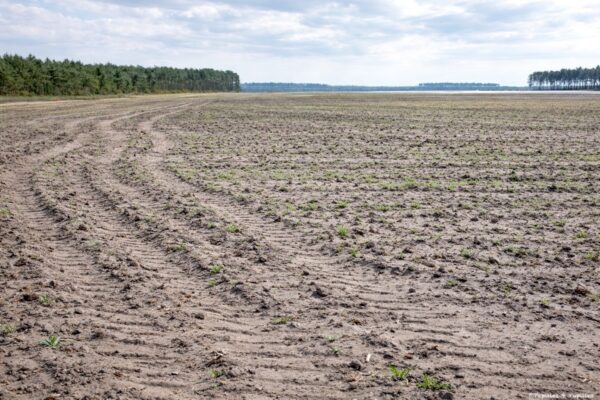 Champs de terre sableuse