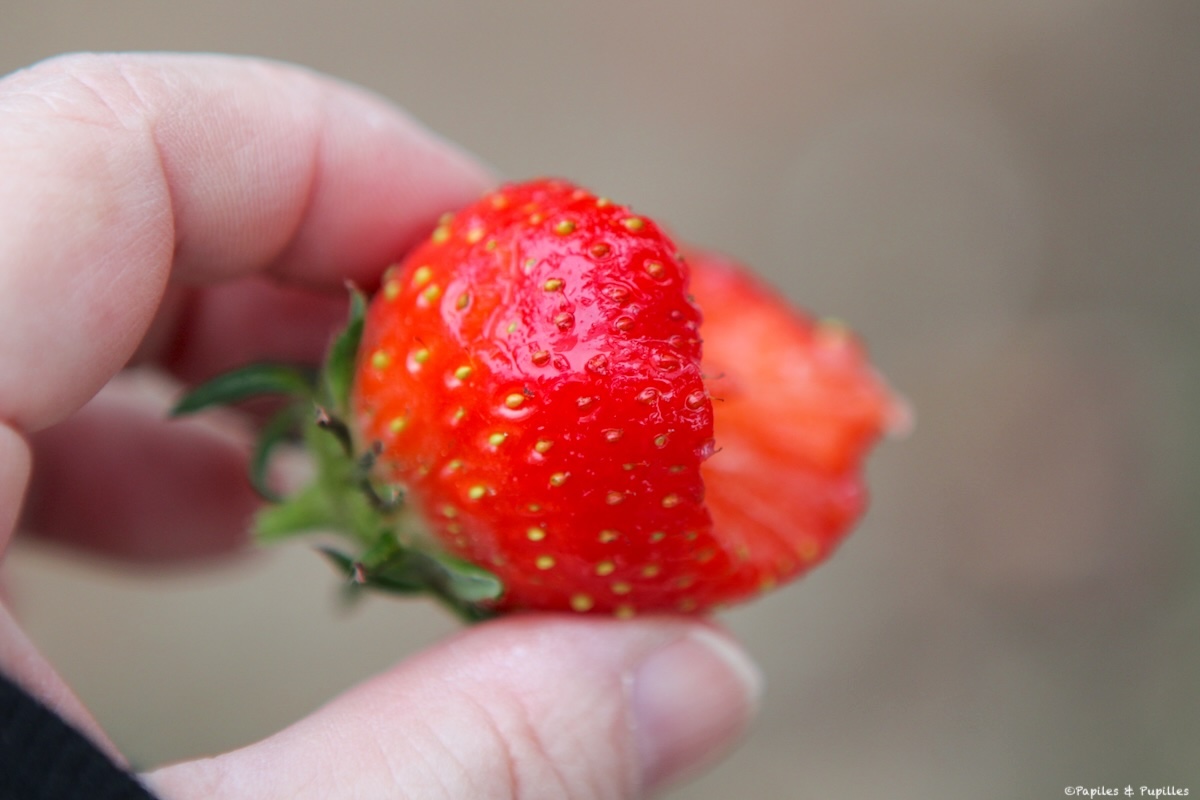 Croquer dans la fraise