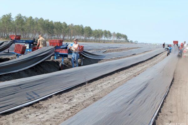 Cueillette des asperges dans les Landes