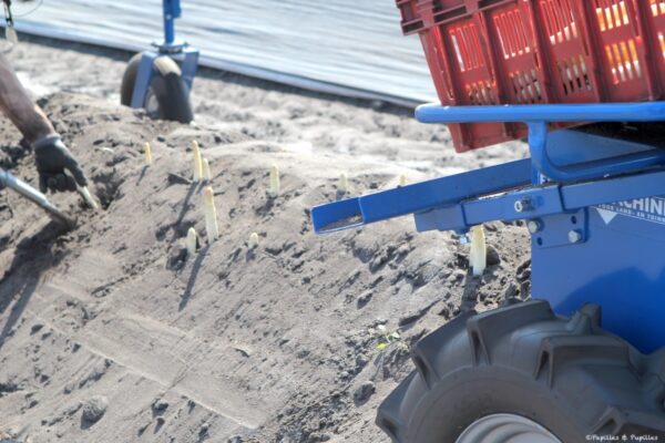 Cueillette des asperges dans les Landes - Gros plan sur les pointes d'asperges