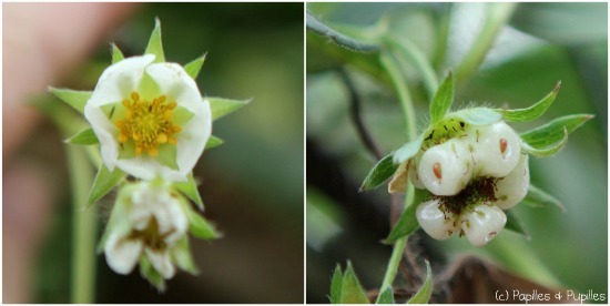 De la fleur à la fraise 1/2