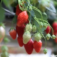 Fraises ©Papilles et Pupilles