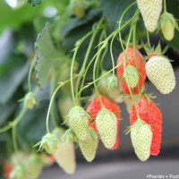 Fraises blanches