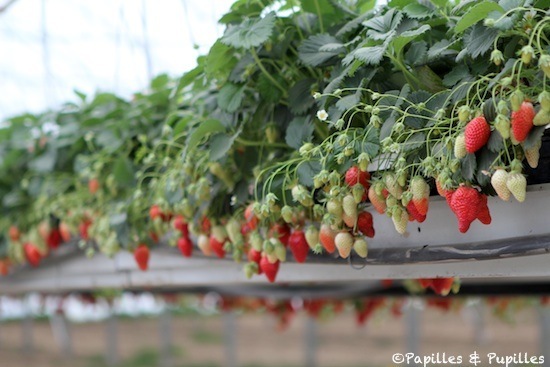 Fraises dans jardin suspendu