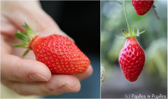 Les fraises de Valérie Fuseau de la serre à l'assiette - Charente