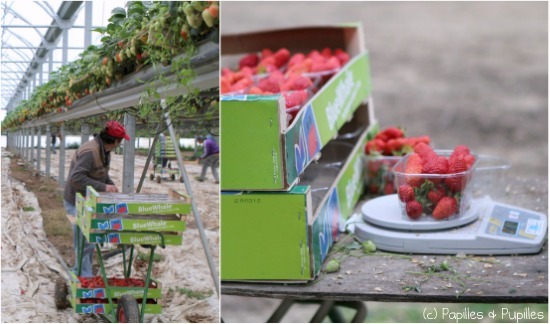 On cueille, on met en barquette et on pèse