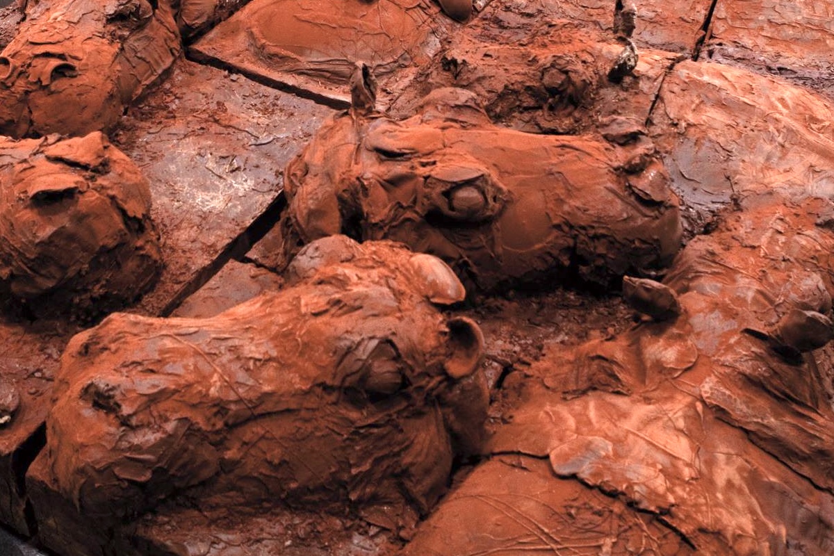 Hippopotames, Patrick Roger