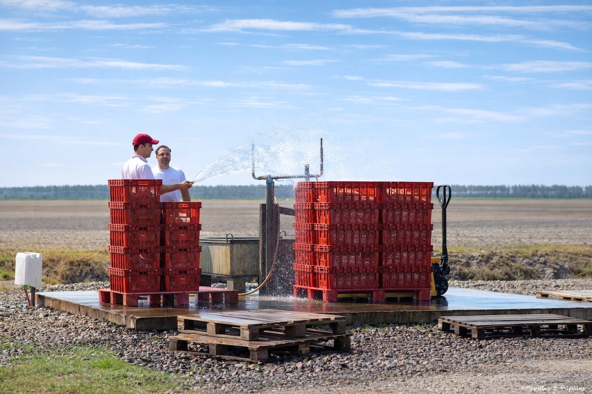 Rinçage des asperges juste cueillies