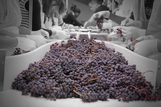 Tri des grains pour le vin rouge ©Château Pape Clément Tri des grains pour le vin rouge ©Château Pape Clément