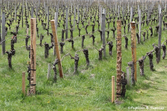 Vignes de Pape Clément Vignes de Pape Clément