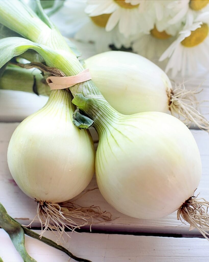 Oignons