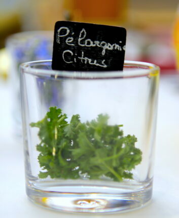 Pelargonium Citrus