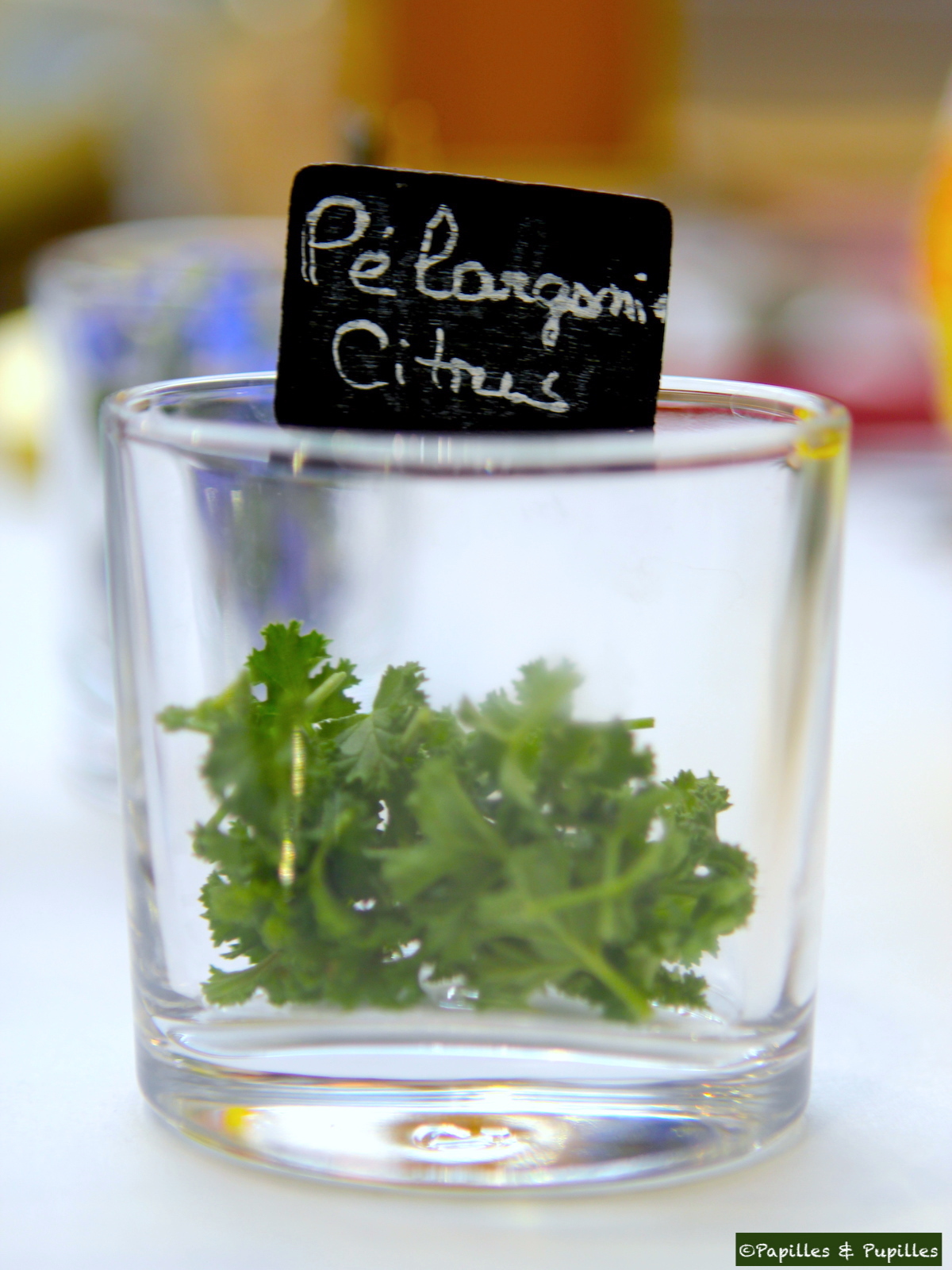 Pelargonium Citrus