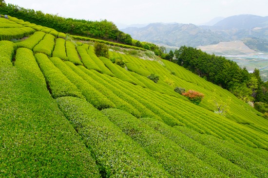Plantation de thé vert ©Roberto Maxwell licence CC BY-NC-SA 20