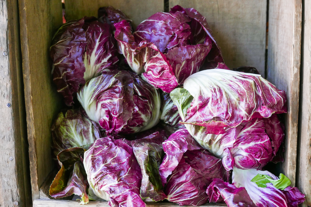 Raddichio ©Pat Condron shutterstock